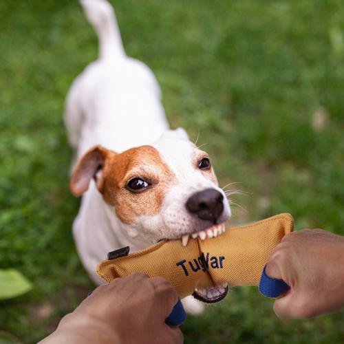 Lona Juguetes Molar para mascotas, carta, amarillo,  trozo