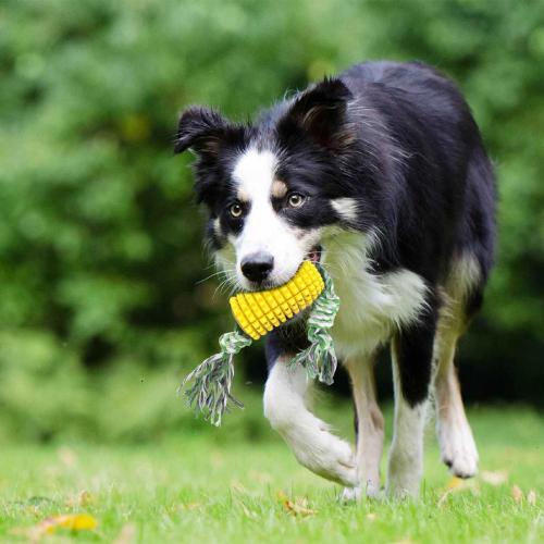 Caoutchouc thermo plastique Pet Molar Toys Jaune pièce