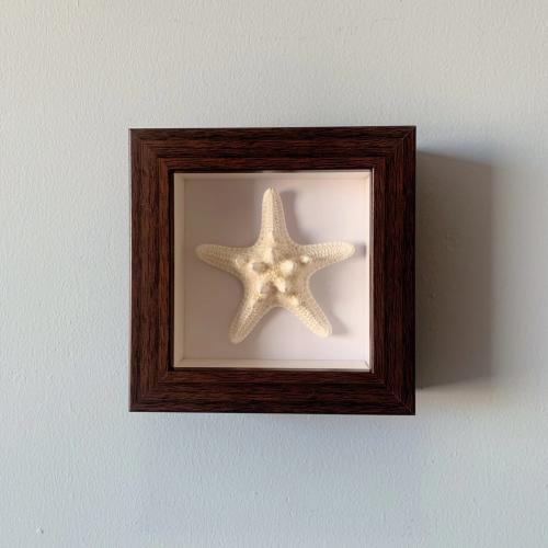 Shell Fossils & Shell & Wood Creative Decoration for gift giving PC